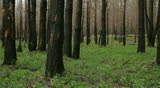 charred tree trunks after fire