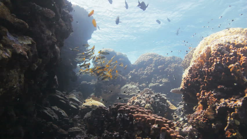 shoal of yellow striped snapper fish hidden behind the corals