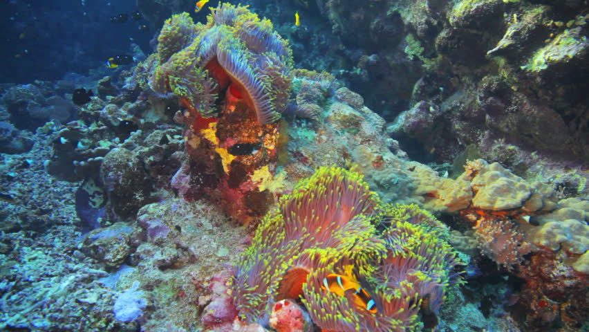 anemone city covered by clown fish