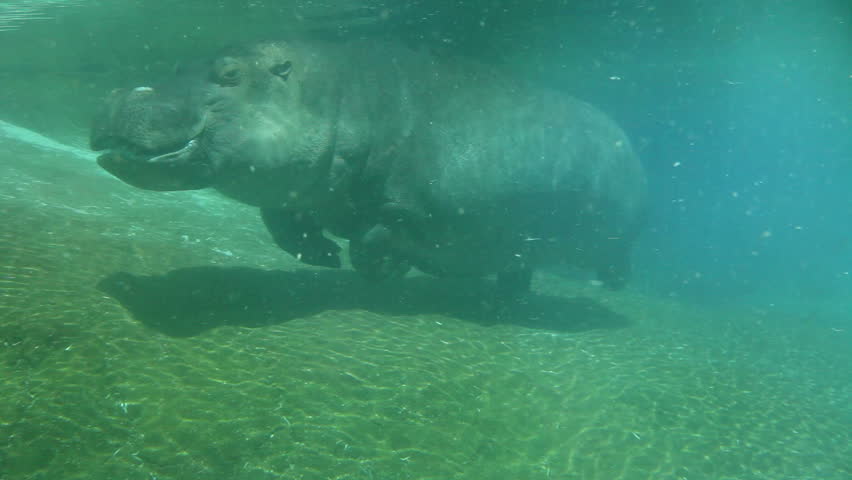 Hippo swimming underwater on sunny day
