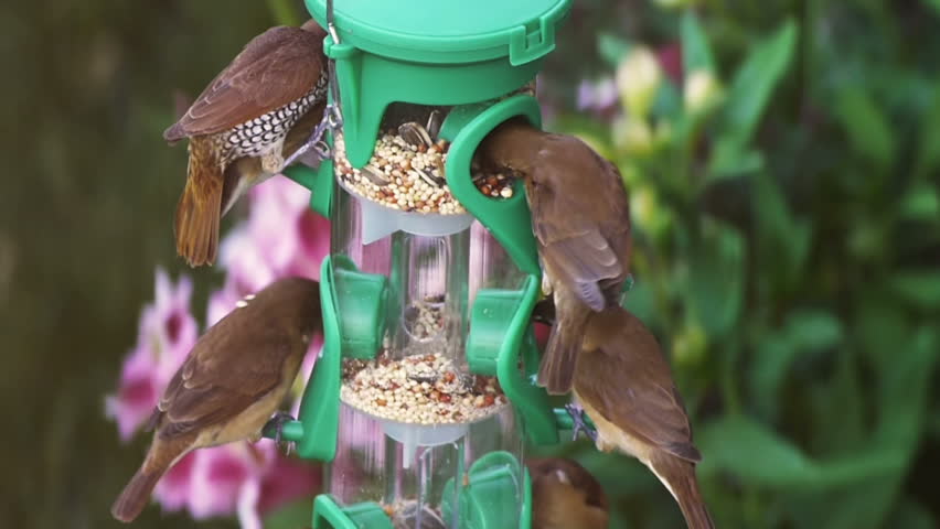 Finches On Feeder Slow Motion (HD). Scaly-breasted Munia birds perched eating seed assortments on a long feeder shot at 60p and conformed to 30p for slow motion.