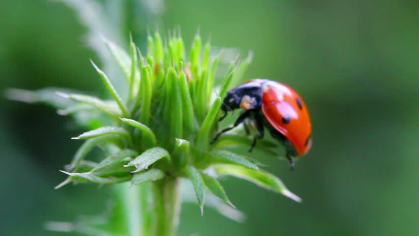 ladybug on green grass macro
