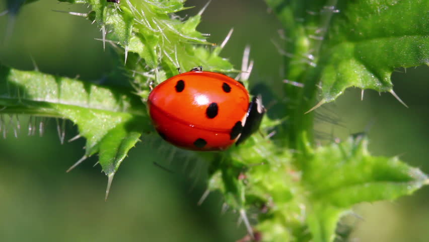 ladybug on green grass macro