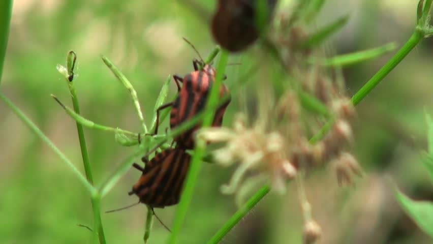 Two Bug loose in the wind on a sheet