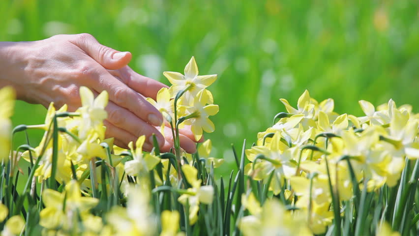 Yellow narcissus flowers caressed by woman hand, closeup view