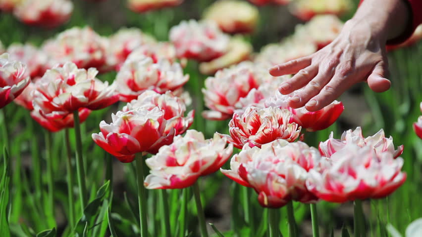 Tulips flowers caressed by woman hand, closeup view