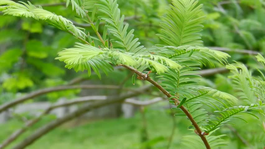 pine branches