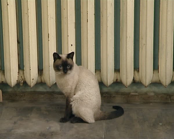 cat sit and warm near old cast iron block radiator.
