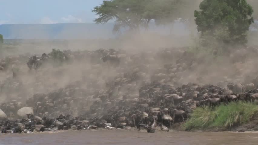 Wildebeests Migration across the Mara River. 