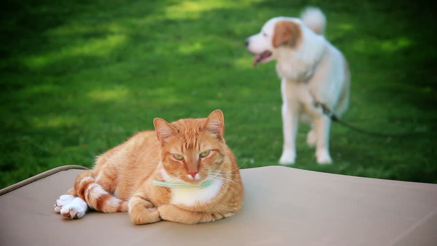 A lazy tabby cat a family dog rest outside on a warm summer evening.