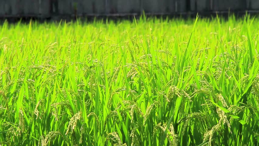 Environmental Field