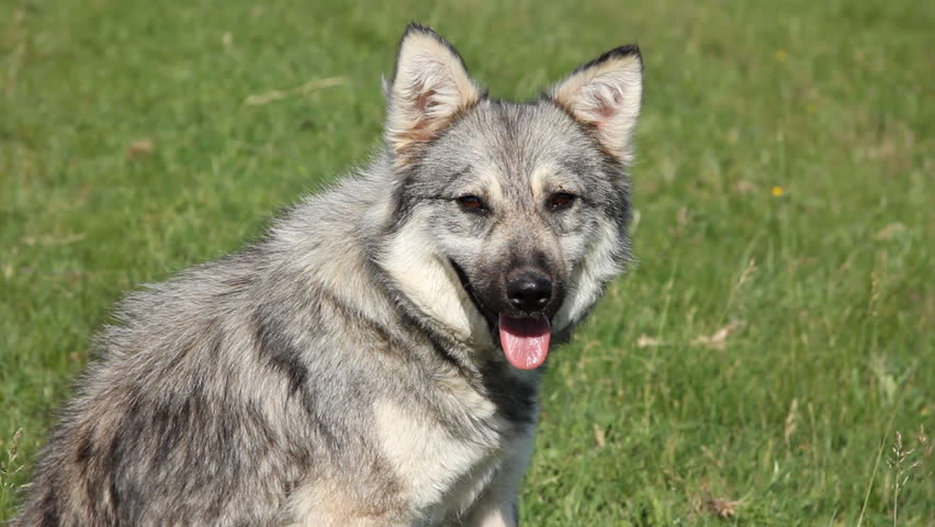 Shepherd dog watching cows on pasture, close up in meadow