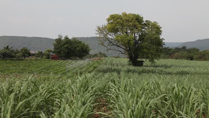 Water sprinkler on the young sugar cane filed 