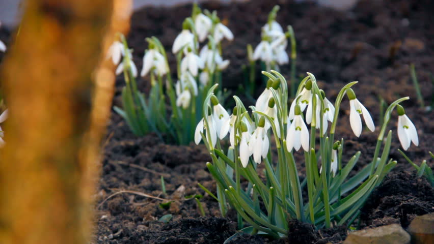 First spring snowdrops from fresh soil. Sunny day. HD1080p. Dolly-shot.