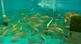 Koi and Tilapia Fish Swimming Underwater in a Tank used for Aquaponic Farming.