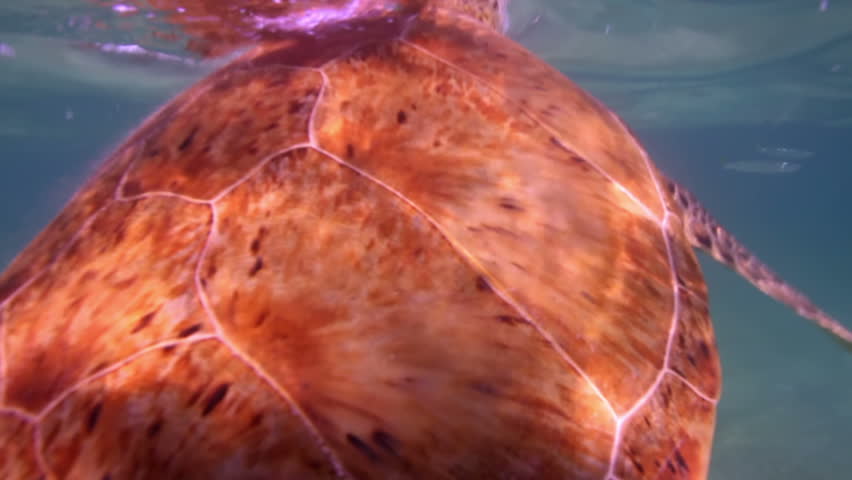 the loggerhead turtle filmed underwater in mexico