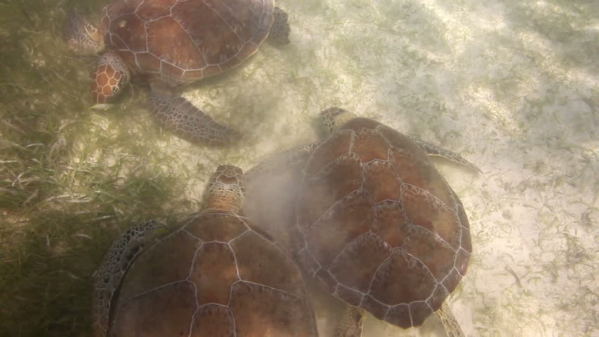 the loggerhead turtle filmed underwater in mexico