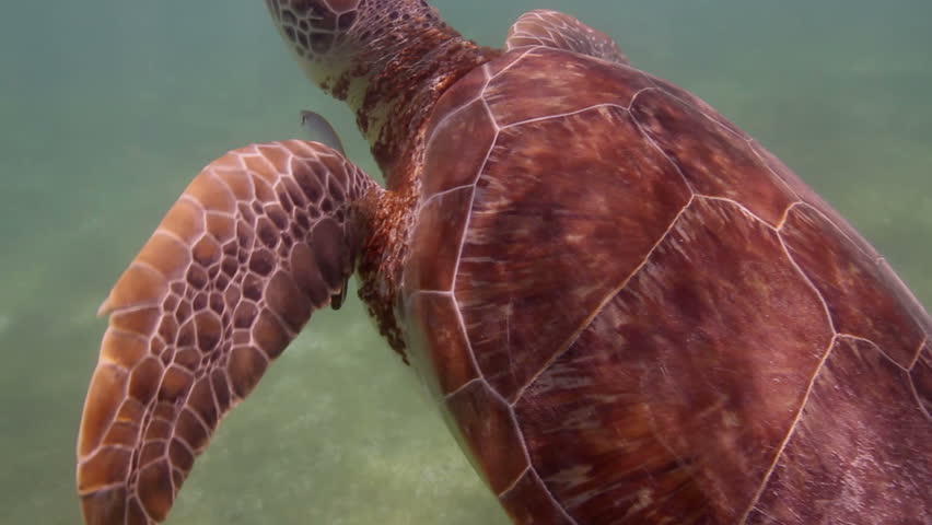 the loggerhead turtle filmed underwater in mexico