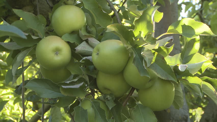 hands of a orchard fruit picker as he harvests granny smith apples