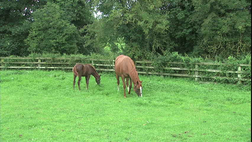 Mare and colt grazing together in paddock