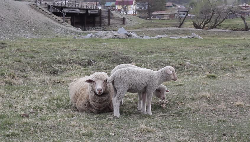 Ewe with her two lambs to pasture