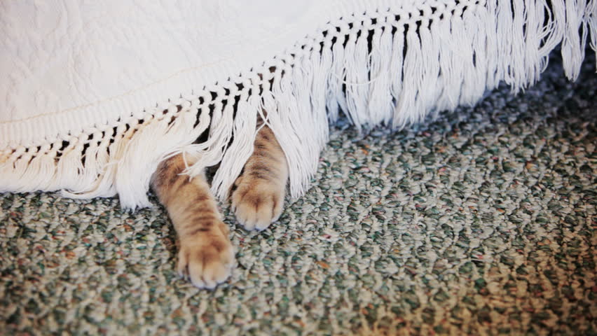 cat hiding under bed