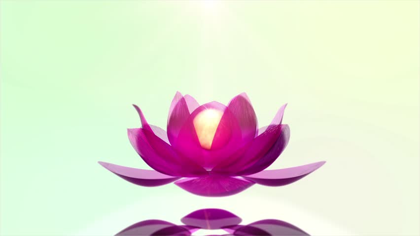 Beautiful Lotus Blossom