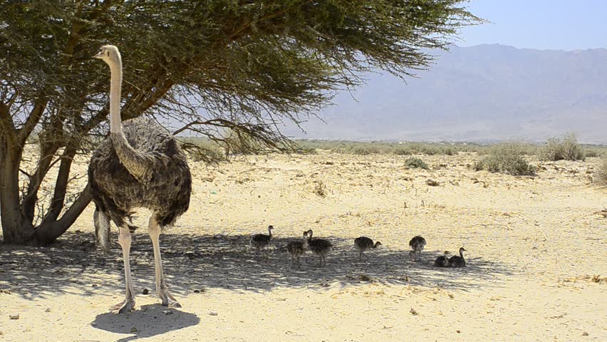 Female of African ostrich (Struthio camelus) with young chicks 