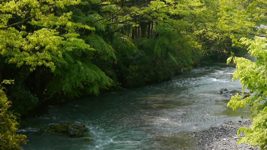 River and trees