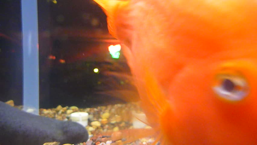 A group of various gold fish at pet store swimming and interested in camera underwater.