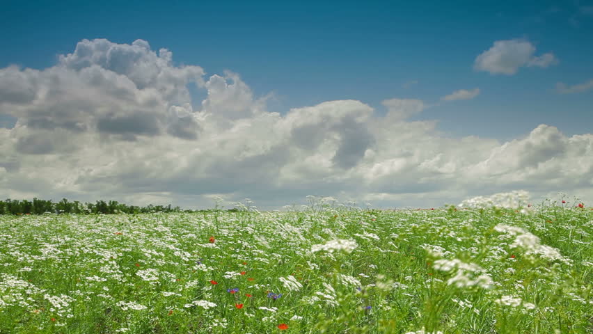 Blooming Summer Landscape, Yarrow Field, Wide shot