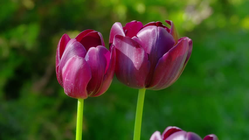 Dark purple tulips swaying in the wind.