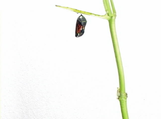 Monarch Butterfly emerging from cocoon (Full wings in view)