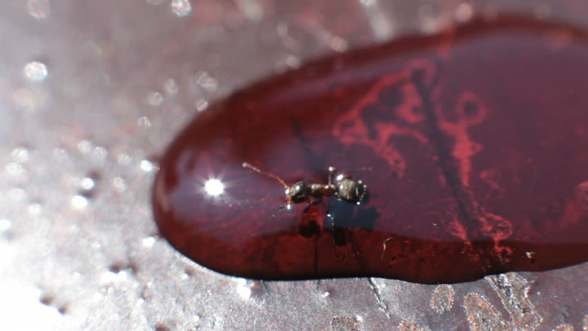ant drowning in lemonade and dying