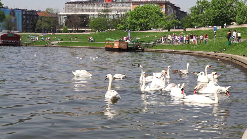 Beautiful swans