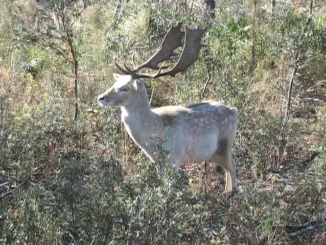 A fallow buck.