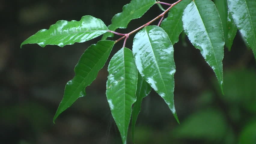 Heavy rain falls on green leaves. Sound of thunder in background.