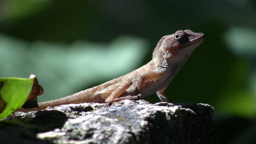 A small lizard is resting in the sunlight, when suddenly it gets spooked and jumps away. (High Definition)