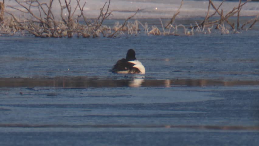 goldeneye duck