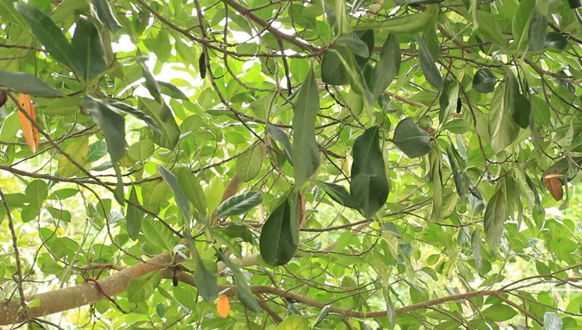 Jackfruit tree