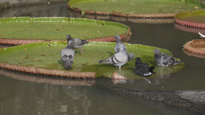 group of pigeon on lotus leaf