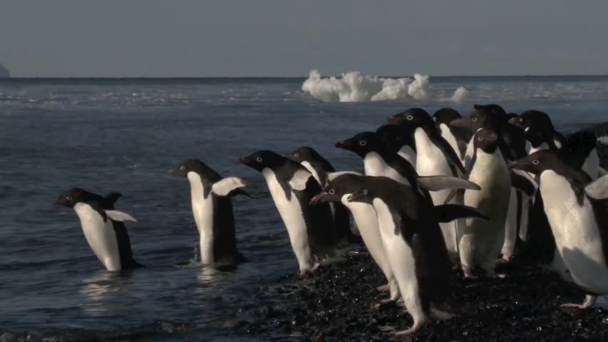 AdÃ¨lie Penguins hesitate to go in the water