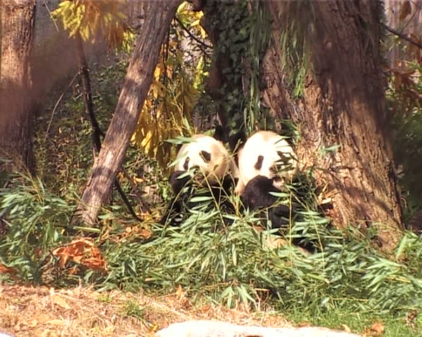 two panda bears eating bamboo