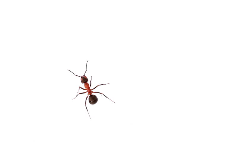 Close up of a fire ant isolated on white background