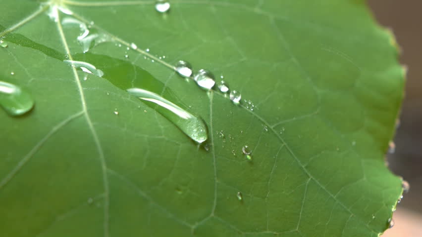 rainwater running off leaf