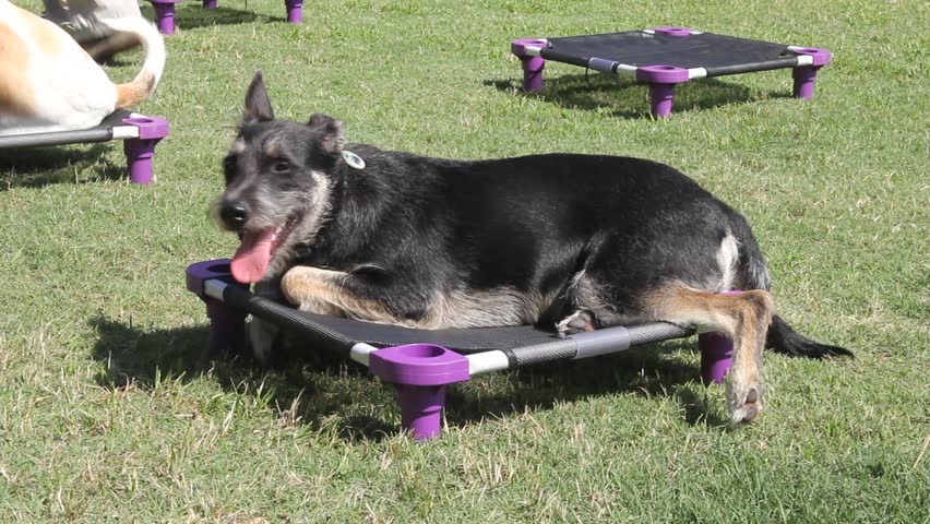 Small Black Furry Dog Flat Out On A Training Pad