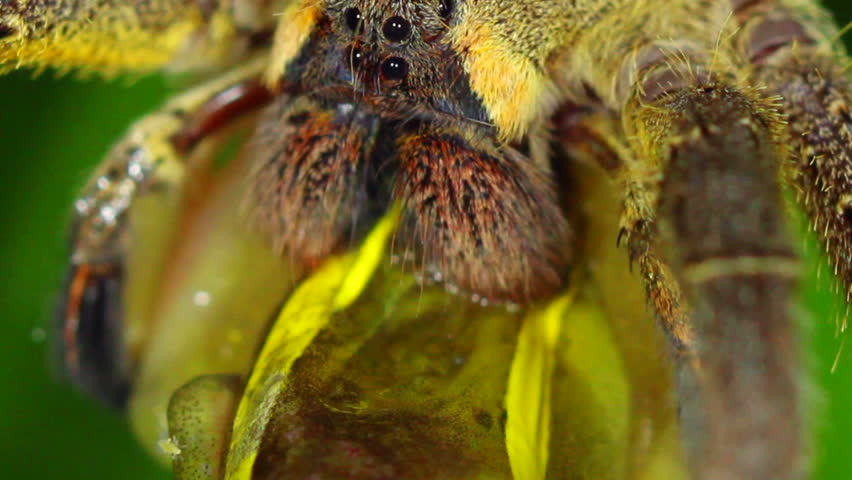 Venomous wandering spider (Phoneutria fera) feeding on a tree frog (Dendropsophus bifurcus) above a rainforest pool in Ecuador.