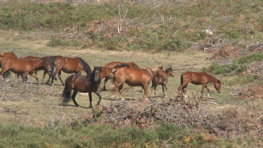 Herd of wild horses grazing