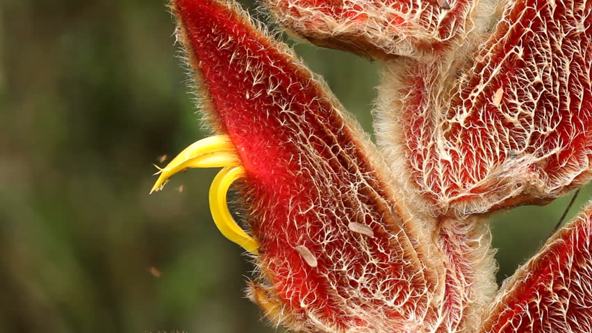 Heliconia velligera, a rainforest understory plant in flower. In the Ecuadorian Upper Amazon, Napo Province