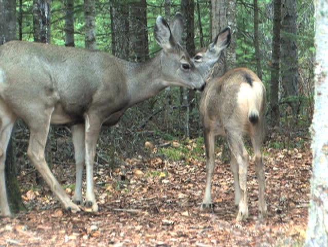 Mom taking a long rest on the trail while her fawn grazes near by